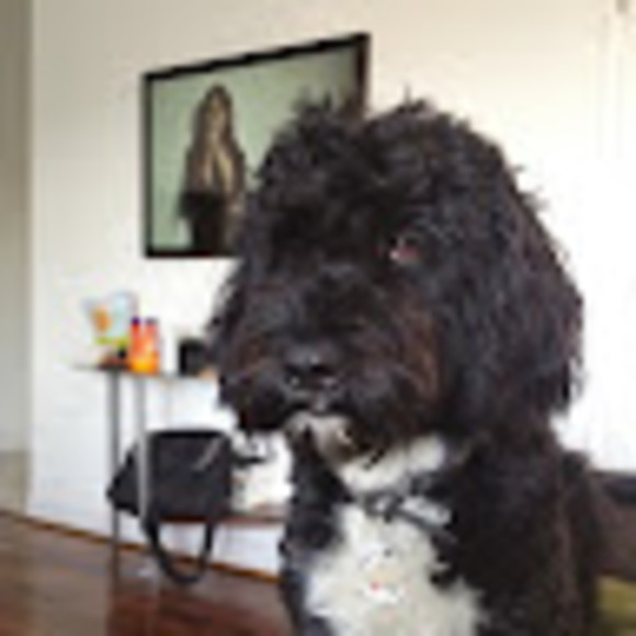 Meet your Posher, Anson - Picture 1 of 1